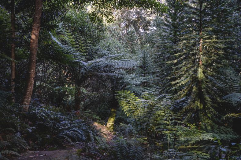Gondwana Forest at the Blue Mountain Botanic Garden