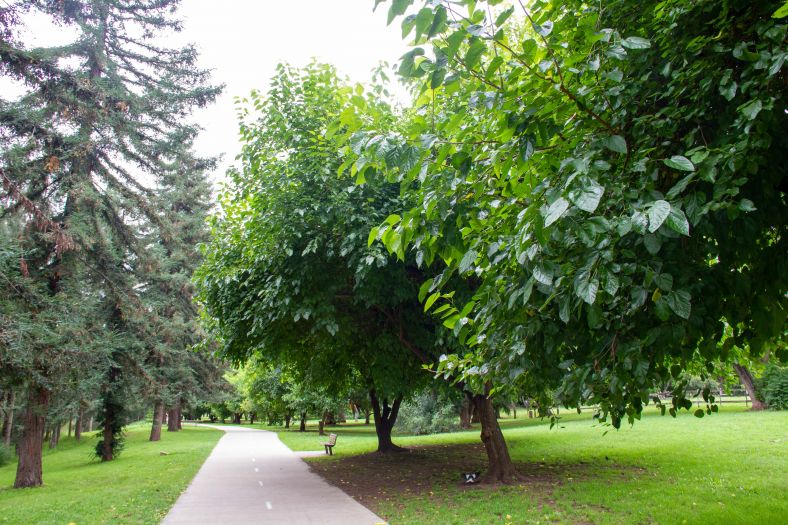 Walking path with trees on either side