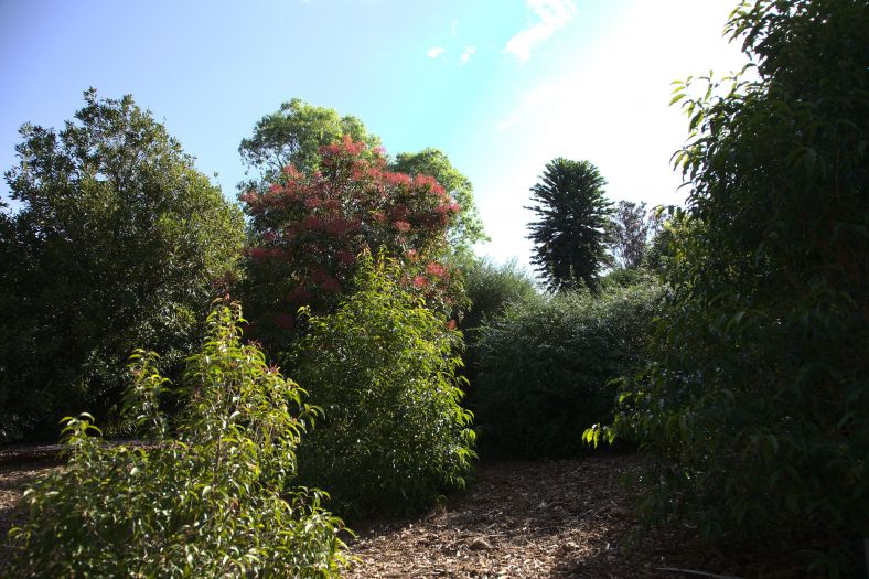 Fruit Loop at the Australian Botanic Garden