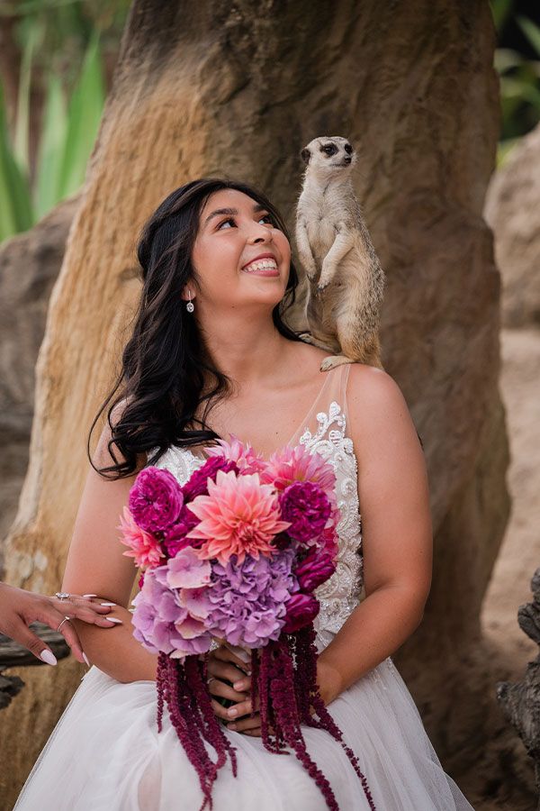 A bride poses next to a merekat at Sydney Zoo