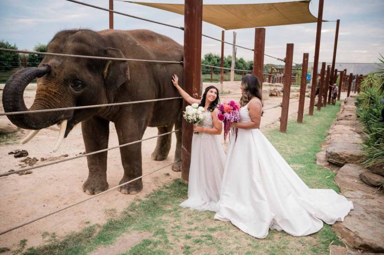 A couple in wedding dresses pose next to elephants 