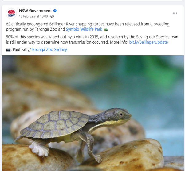 NSW Gov social post with baby turtle on a rock
