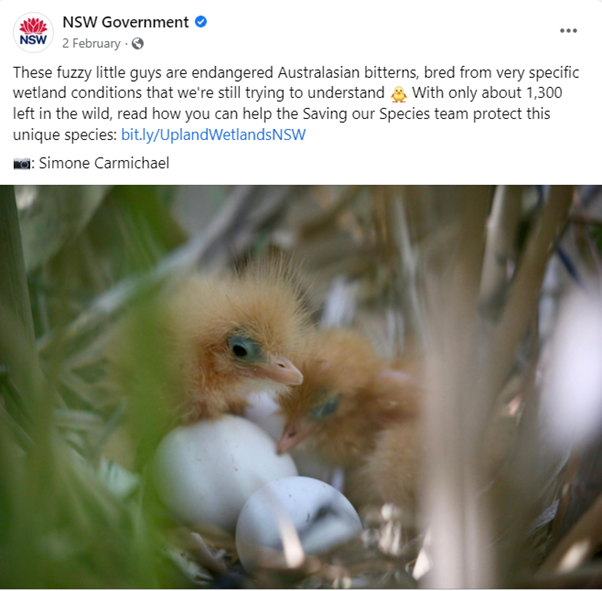 Baby chick in nest for NSW gov facebook post