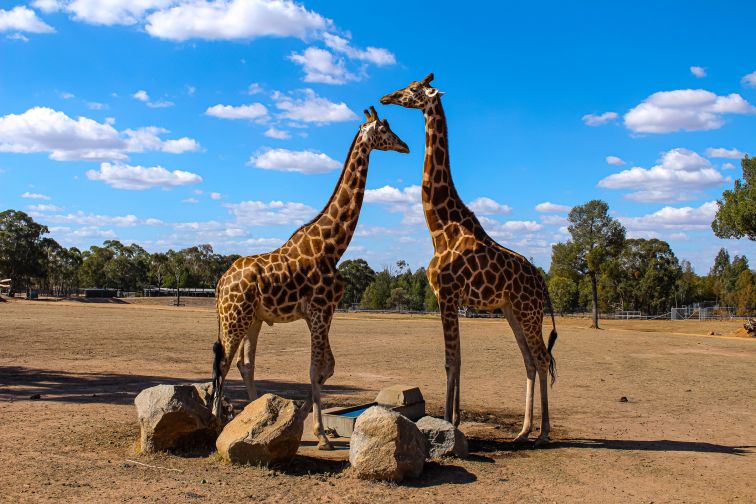 Giraffes at Western Plains Zoo Dubbo