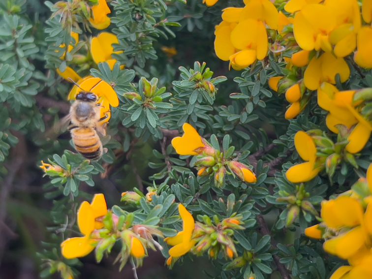 Closeup photo of a honeybee foraging for nectar and pollen on a yellow pea flower growing on a shrub in coastal scrub forest in spring.