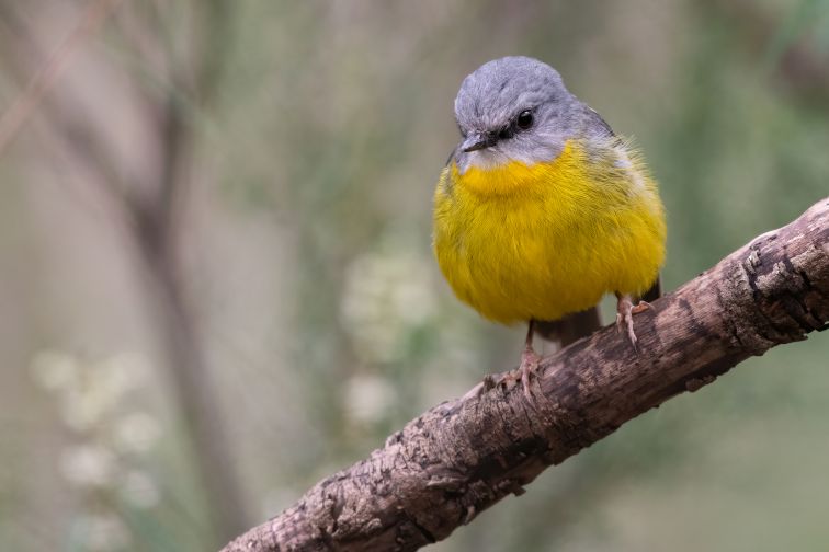 Eastern yellow robin (Eopsaltria australis) in the forest, Sydney, Australia
