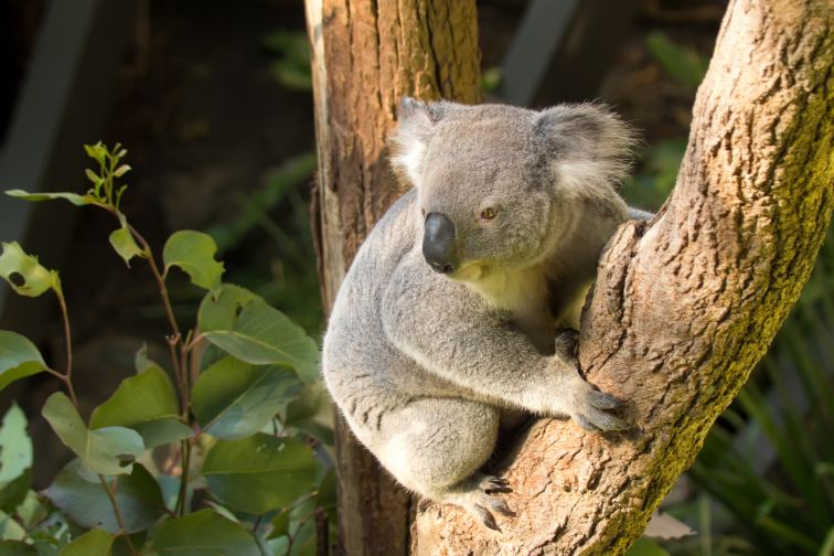 Koala sitting in between a tree at Taronga Zoo.