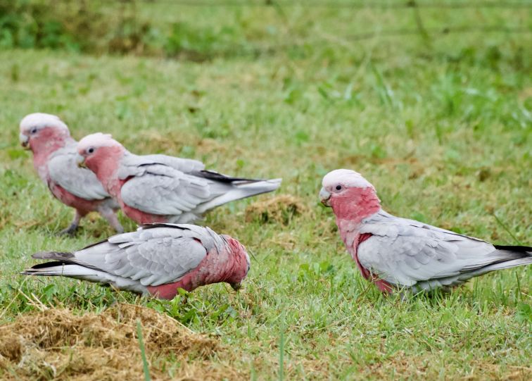 Closeup of a flock of Australian Galahs in the wild, walking on green grass and eating seed heads in autumn.