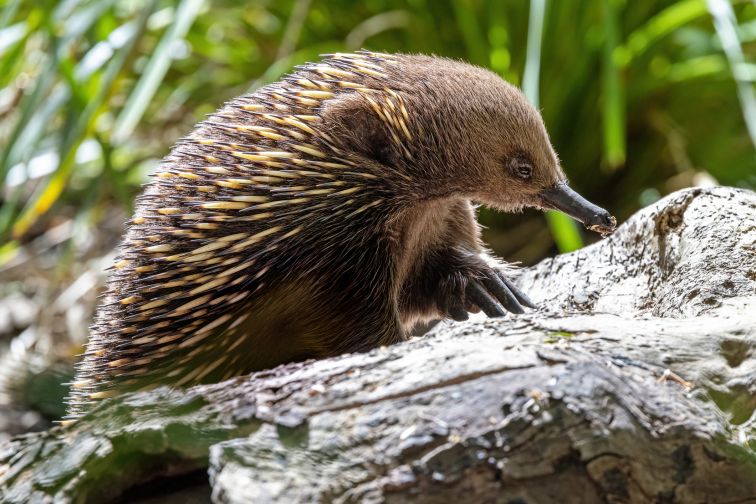 A short beaked echidna, Tachyglossus aculeatu, also known as the spiny anteater. This is an egg laying mammal or monotreme.