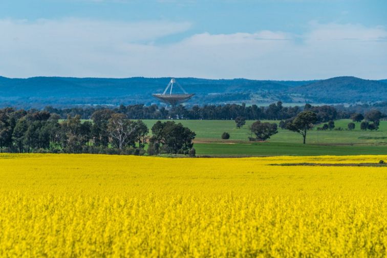 Fields of canola growing at a farm with views across to the Parkes Observatory