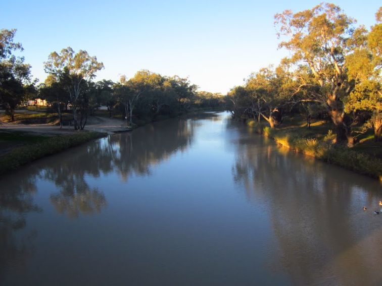 Barwon river lined with trees