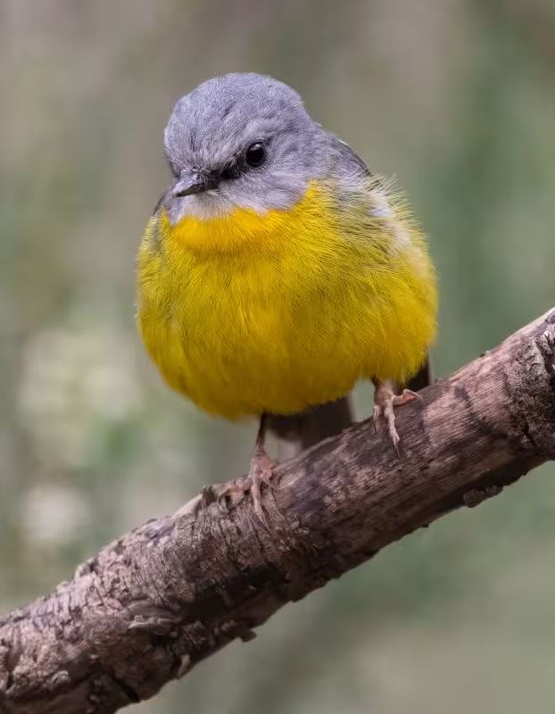Eastern yellow robin (Eopsaltria australis) in the forest, Sydney, Australia