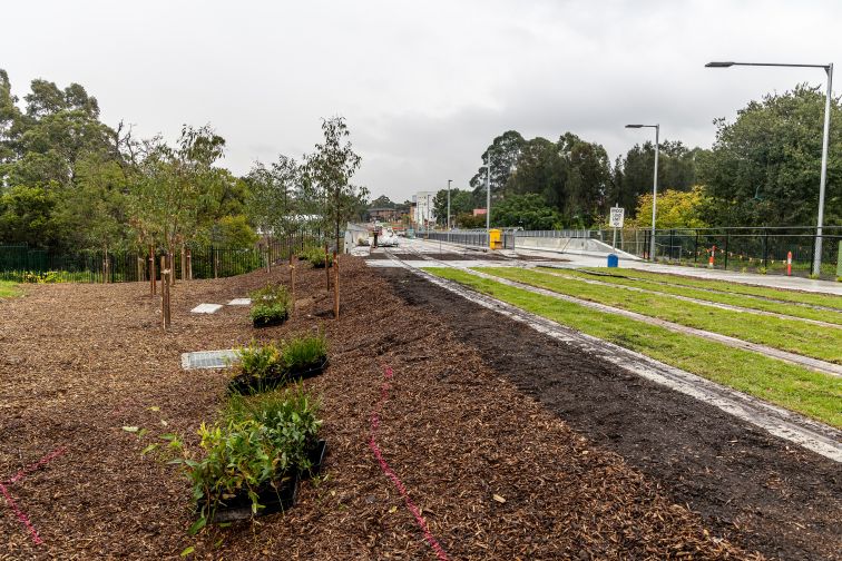 A shot of some of the native plants and trees installed near the Parramatta Light Rail 'Green track' in Cumberland