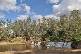 Trangie landscape with gum trees and dam