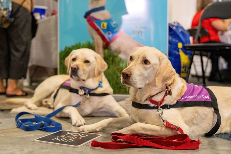 Assistance dogs sitting on floor