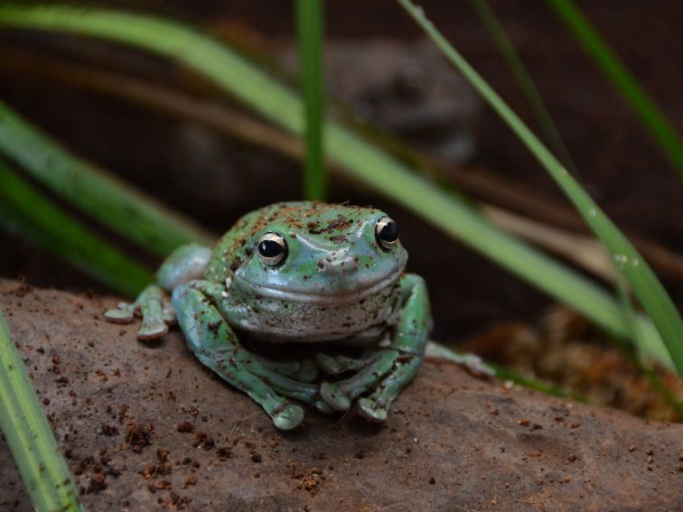 Frog Conservation Pod