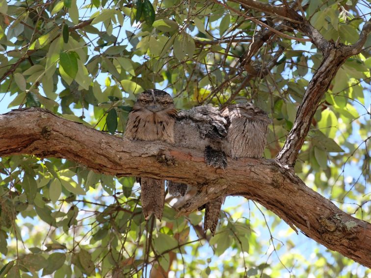 2 Adult and 2 baby Tawny frogmouths sitting on  branch in the Arboretum.