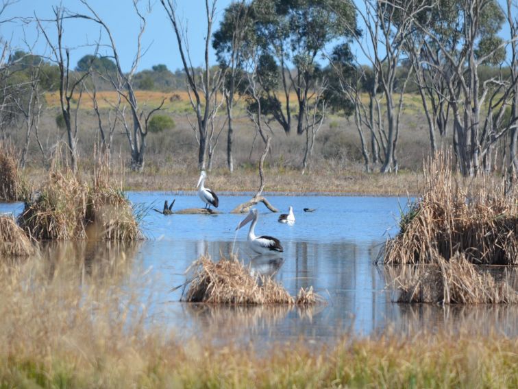 Campbell's Wetlands - Pelicans