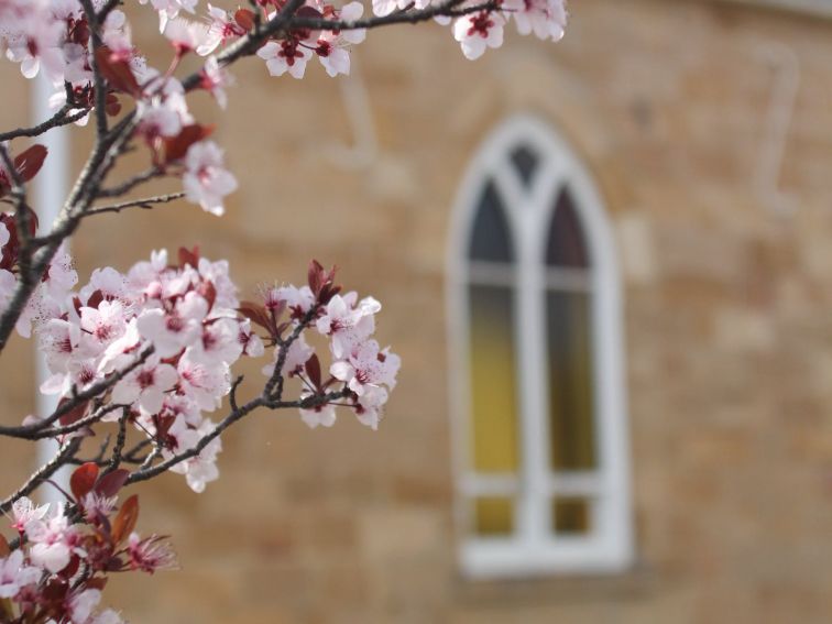 Close up side of church with pink cherry blossums