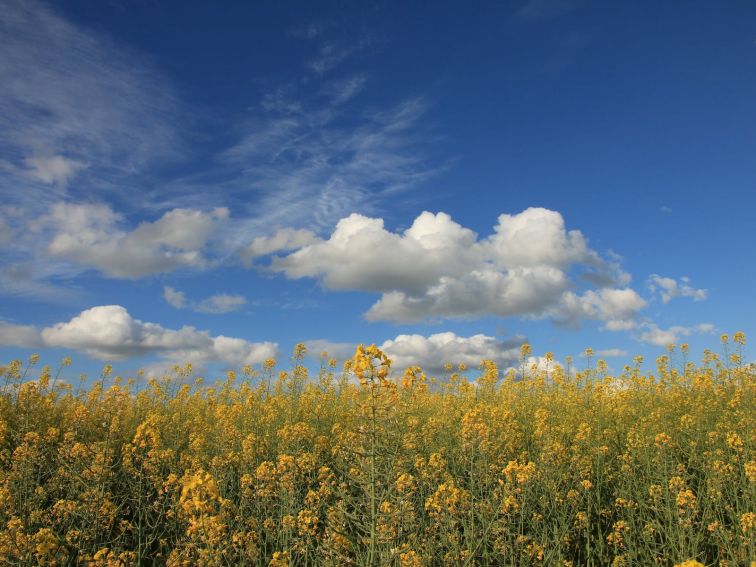 Canola flowers with a blue sky with little clouds