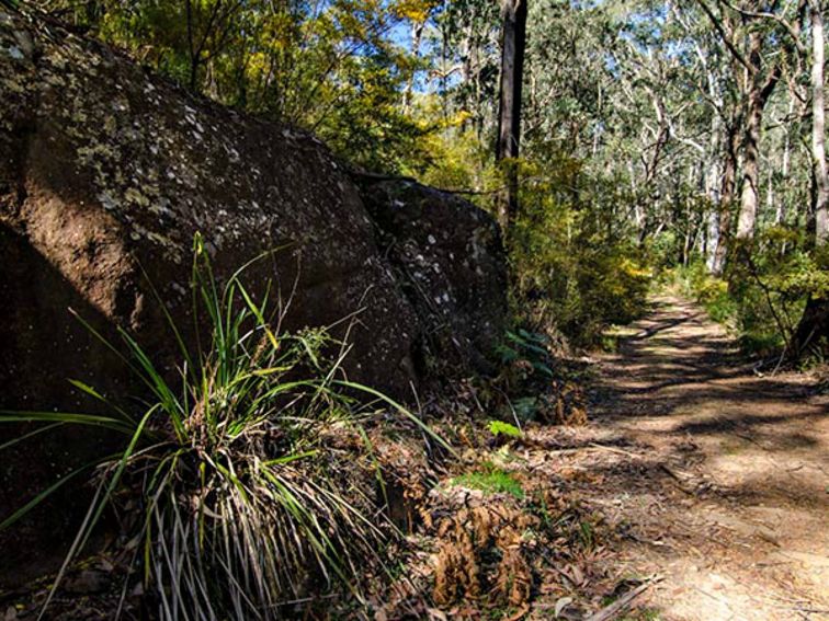 Starlight's trail, Nattai National Park. Photo: John Spencer/NSW Government