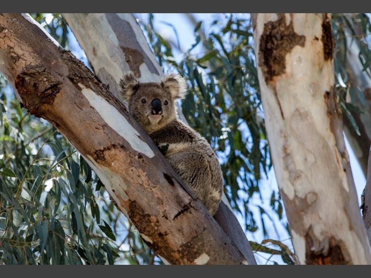 Koala spotting