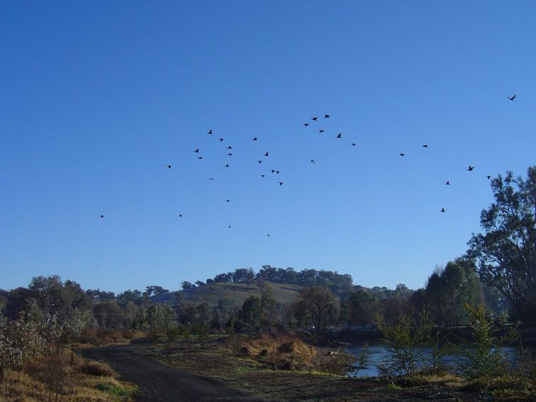 Birds flying over the Tumut Wetlands, Snowy Valleys