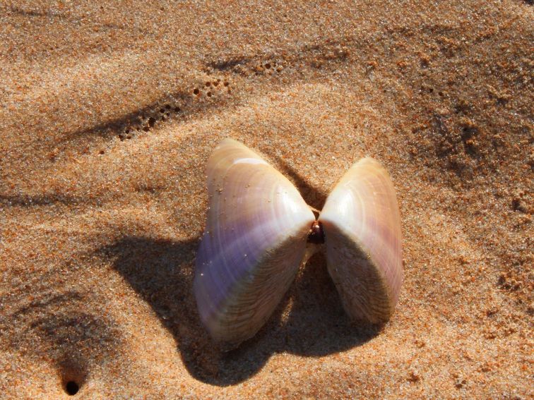The mollusc that gives the beach its name. Pippi Beach, Yamba.