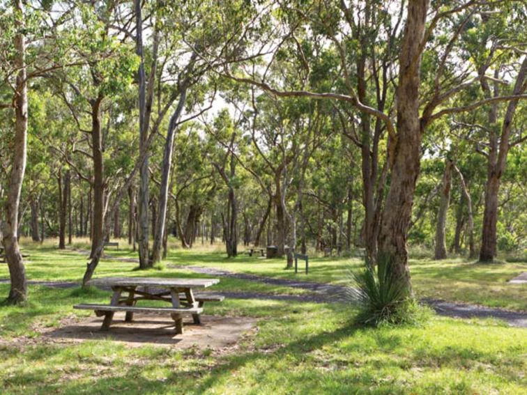 Picnic tables in the Wollomombi Gorge and Falls picnic area. Photo: Rob Cleary