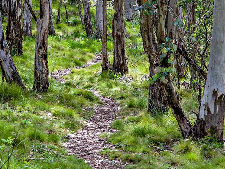 Spring Glade walking track, Mount Canobolas State Conservation Area. Photo: Steve Woodhall
