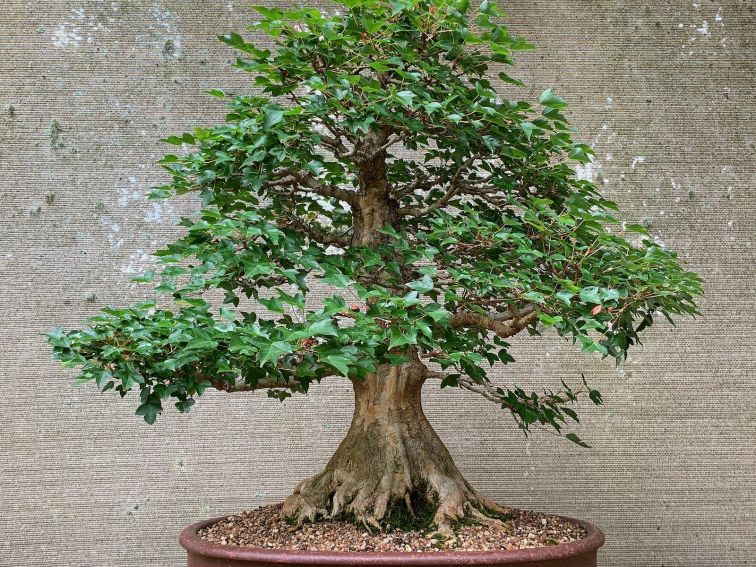 Japanese Trident Maple bonsai