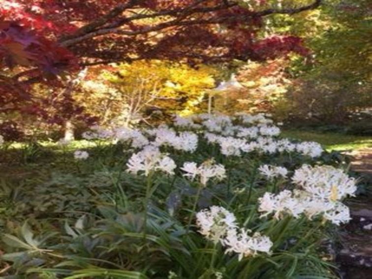 View of white nerines in full bloom at Nooroo Garden in Autumn