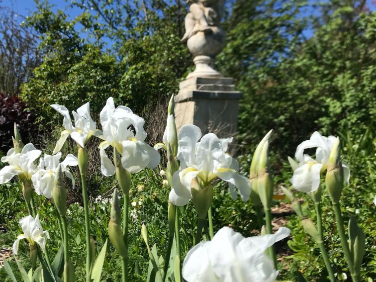 white flowering iris in the white Garden at Highfie;lds garden littley hartley NSW