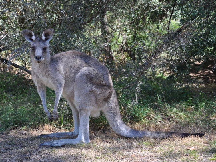 Geehi Rest Area kangaroos