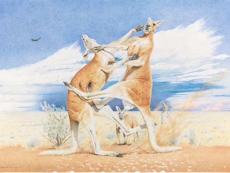 Kangaroos fighting on the Hay Plains NSW