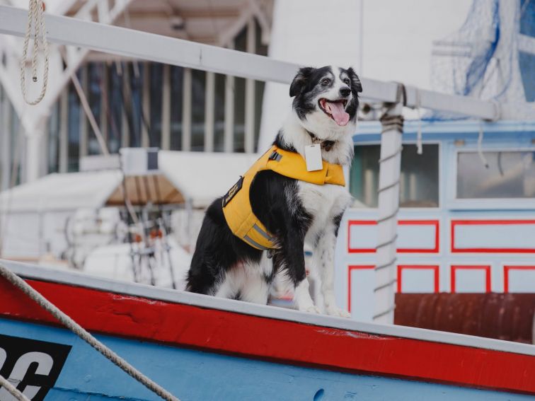 Bailey the dog onboard a boat
