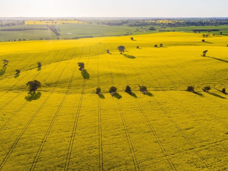 Overhead view of canola fields spanning the distance