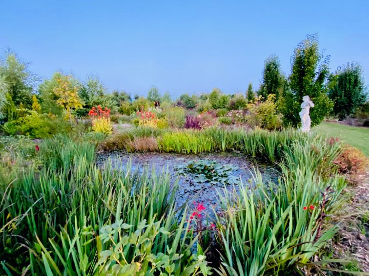 Water garden surunded by stunning water iris