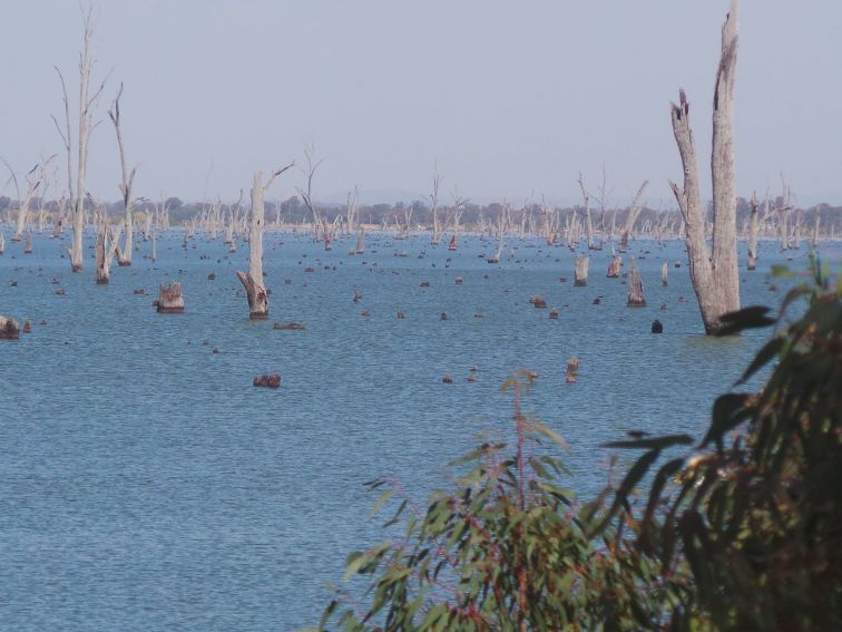 Lake Mulwala from Kyffins Reserve