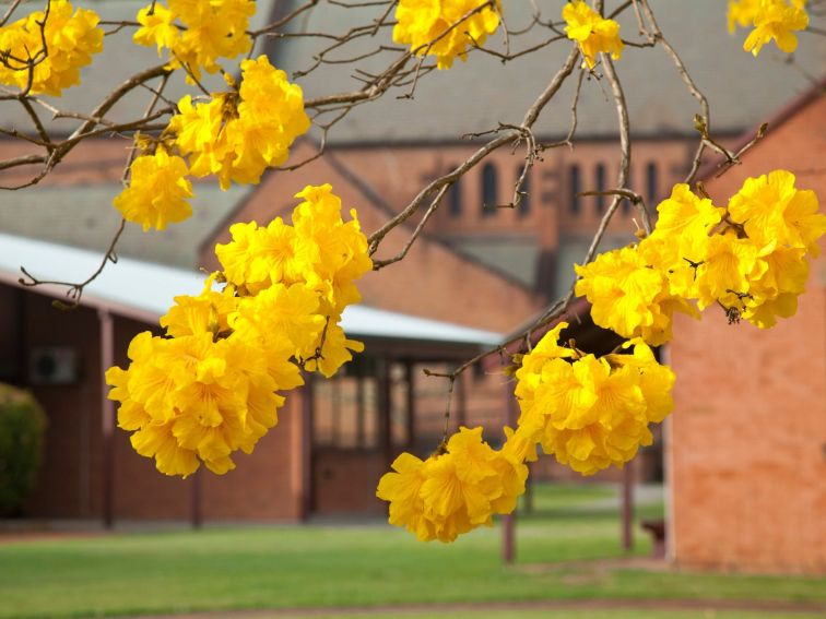 Golden trumpet in front of Grafton Cathedral