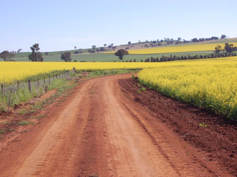 A dirt road winds through bright yellow hills of canola