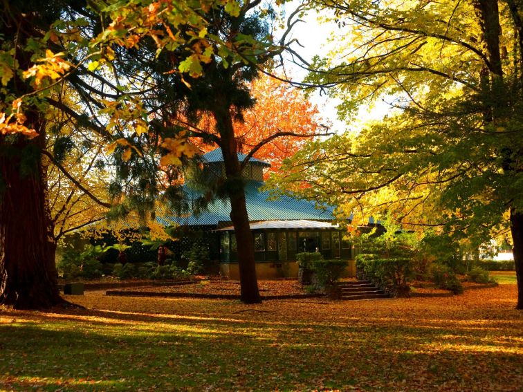 The Fernery in Autumn, Cook Park Orange