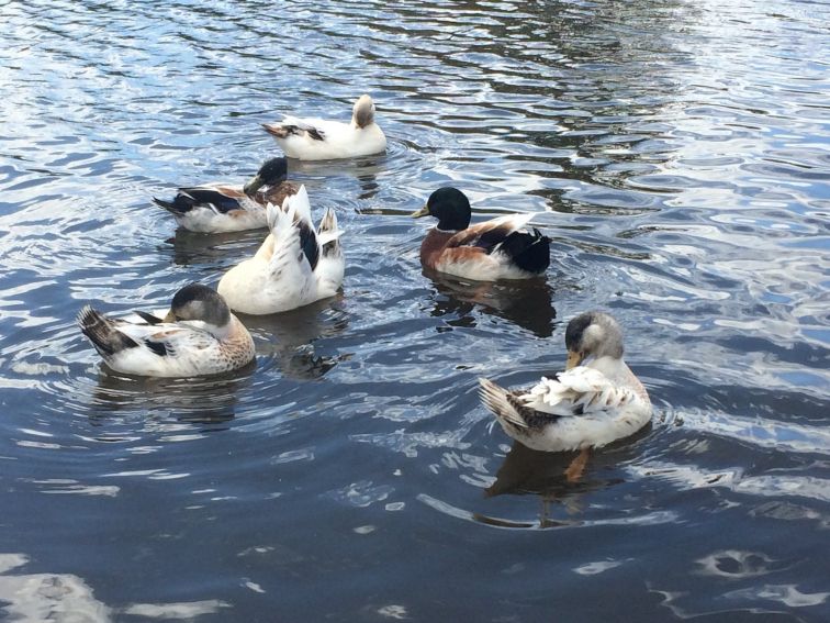 The ducks living at Kiamma Creek are always entertaining