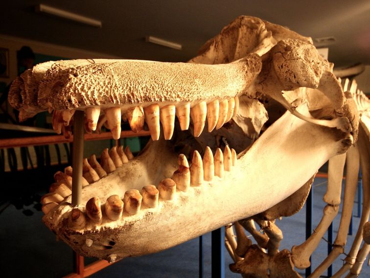 Killer Whale, skeleton, Eden Killer Wahel Museum, Sapphire Coast, SOuth Coast, New SOuth Wales, whal