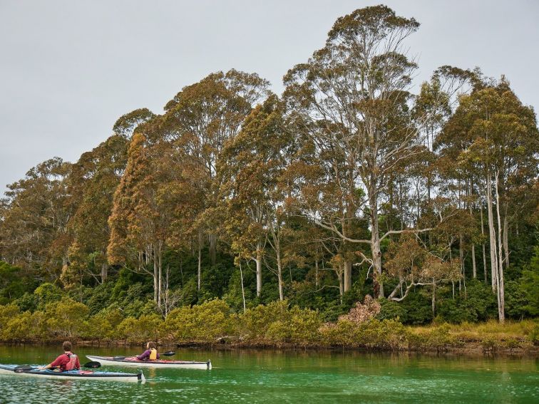 Bermagui River, Sapphire Coast NSW, fishing, kayaking, SUP, South Coast, estuary, kayak tour