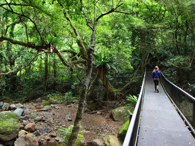 A person enjoying the Rainforest Loop Walk. Photo:Andy Richards