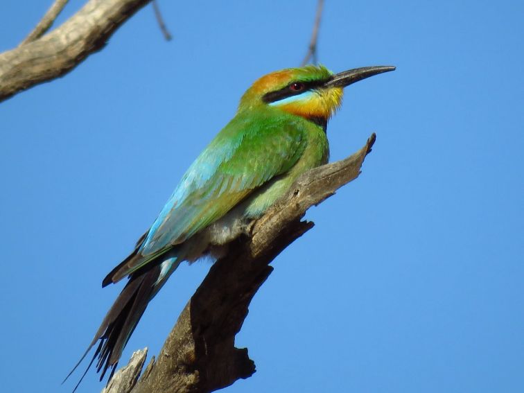 Rainbow Bee-eater in Grenfell NSW