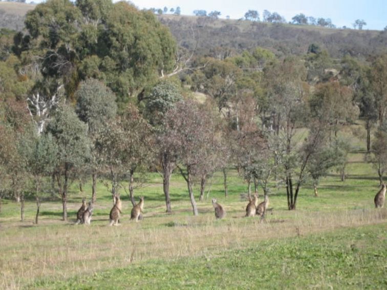 Kangaroos, Bathurst, boundary road reserve, Bushwalking