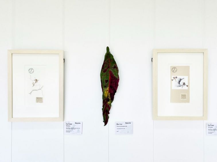 Botanicals Up Close | Maria Shaw & Lisa Stewart | at The Peisley St Gallery