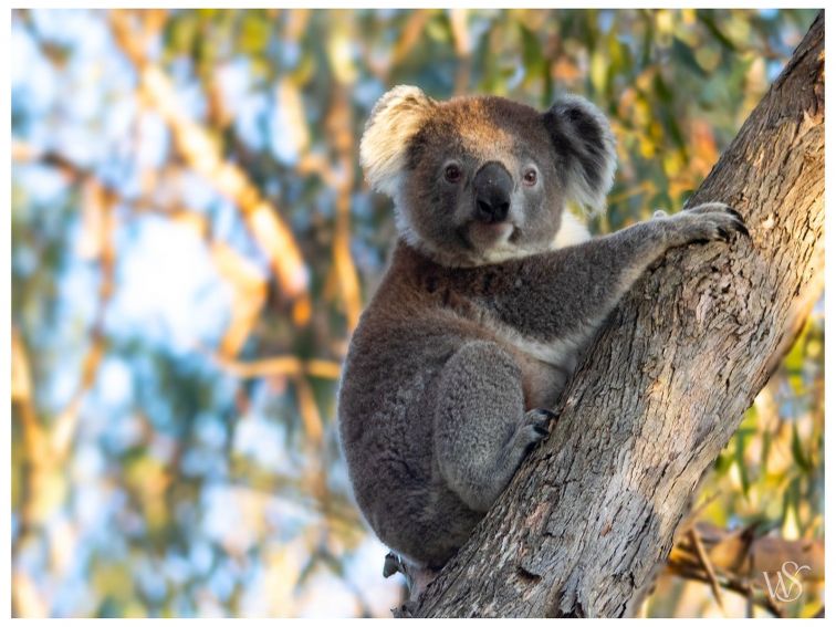 Healthy young koala looking at the camera from a low tree fork; eucalyptus leaves in background